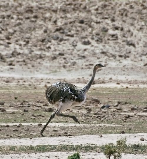 Pterocnemia pennata garleppi - Ñandú