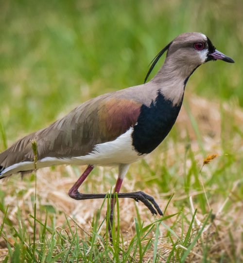 Alcaraván, Southern Lapwing, Vanellus chilensis